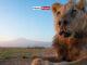 News Room : Wild lion Loonkiito, ‘one of the world’s oldest’, killed in Kenya News Room Wild lion Loonkiito ‘one of the worlds