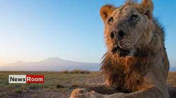 News Room : Wild lion Loonkiito, ‘one of the world’s