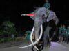 News Room : Elephant allegedly abused in Sri Lanka flown back to Thailand – The Island News Room Elephant allegedly abused in Sri Lanka flown