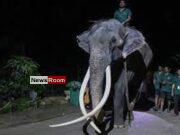 News Room : Elephant allegedly abused in Sri Lanka flown back to Thailand – The Island News Room Elephant allegedly abused in Sri Lanka flown
