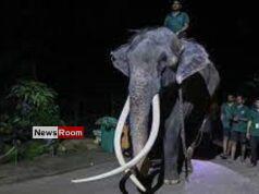 News Room : Elephant allegedly abused in Sri Lanka flown back to Thailand – The Island