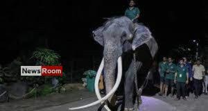 News Room : Elephant allegedly abused in Sri Lanka flown back to Thailand – The Island News Room Elephant allegedly abused in Sri Lanka flown