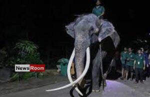 News Room : Elephant allegedly abused in Sri Lanka flown back to Thailand – The Island News Room Elephant allegedly abused in Sri Lanka flown