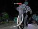News Room Elephant allegedly abused in Sri Lanka flown