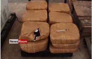 News Room : Navy nets Kerala Cannabis stash valued at over Rs. 11 Mn in Jaffna