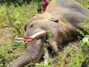 News Room : Environmentalist suspects organised killing of jumbos News Room Environmentalist suspects organised killing of jumbos