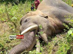 News Room : Environmentalist suspects organised killing of jumbos