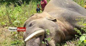 News Room : Environmentalist suspects organised killing of jumbos