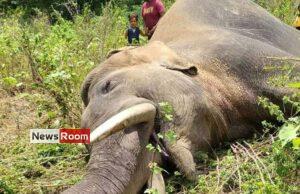 News Room : Environmentalist suspects organised killing of jumbos