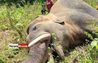 News Room : Environmentalist suspects organised killing of jumbos News Room Environmentalist suspects organised killing of jumbos