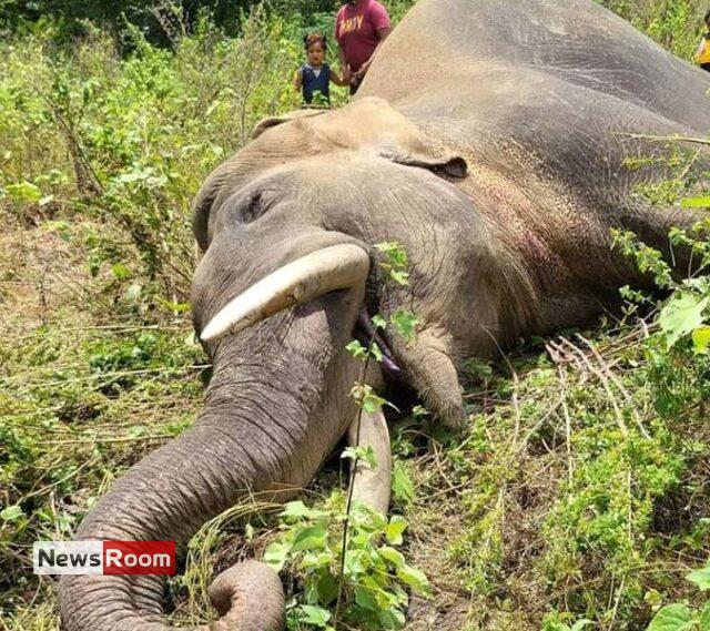 News Room : Environmentalist suspects organised killing of jumbos