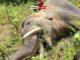 News Room Environmentalist suspects organised killing of jumbos
