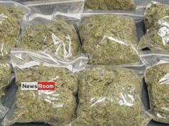 News Room : Vaddukoddai search yields huge haul of Kerala cannabis – The Island