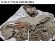 News Room Tyrannosaurs last meal was two baby dinosaurs