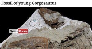News Room : Tyrannosaur’s last meal was two baby dinosaurs