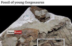 News Room : Tyrannosaur’s last meal was two baby dinosaurs