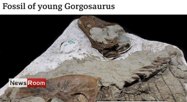 News Room Tyrannosaurs last meal was two baby dinosaurs