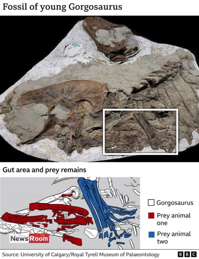 News Room : Tyrannosaur’s last meal was two baby dinosaurs