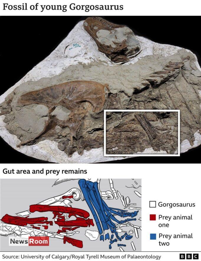 News Room : Tyrannosaur’s last meal was two baby dinosaurs