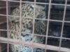 News Room Leopard found in house during rains relocated