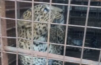 News Room : Leopard found in house during rains relocated – The Island News Room Leopard found in house during rains relocated