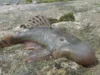 News Room Swimming mouse among 27 new species discovered.webp