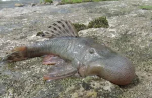 News Room : Swimming mouse among 27 new species discovered in Peru