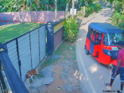 News Room : Two Arrested for Beating Dog to Death in Viral Video News Room Two Arrested for Beating Dog to Death