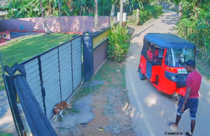 News Room : Two Arrested for Beating Dog to Death in Viral Video