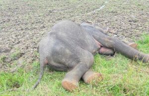 News Room Another jumbo dies – The Island