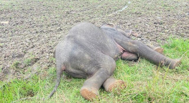 News Room : Another jumbo dies – The Island News Room Another jumbo dies – The Island