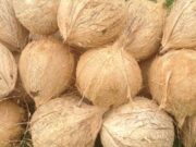 News Room Coconut auction volumes down