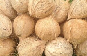 News Room : Coconut auction volumes down