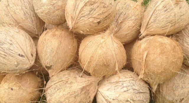 News Room Coconut auction volumes down