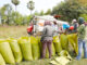 News Room Guaranteed paddy prices announced – The Island