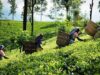 News Room Tea exports show moderate growth in January