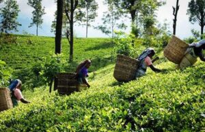 News Room Tea exports show moderate growth in January