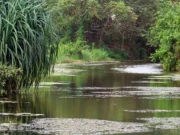 News Room The Right to Survive Wetlands and you.webp