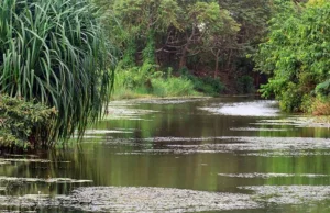 News Room : The Right to Survive: Wetlands and you