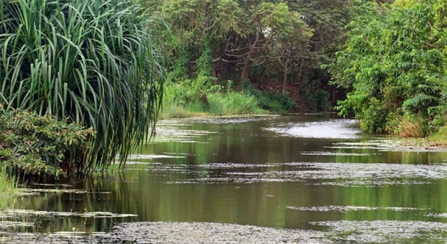 News Room : The Right to Survive: Wetlands and you News Room The Right to Survive Wetlands and you.webp