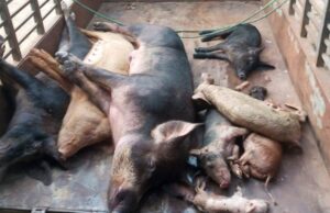 News Room : Unidentified disease wipes out Kilinochchi piggeries, losses exceed Rs. 250 Mn