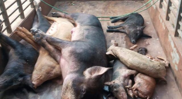 News Room Unidentified disease wipes out Kilinochchi piggeries losses