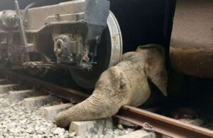 News Room : Petition Filed in Supreme Court Seeking Action to Prevent Elephant-Train Collisions