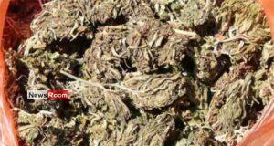 News Room : Military intelligence tips off police about stash of Kerala cannabis