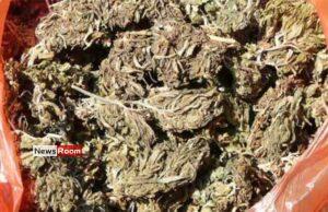 News Room : Military intelligence tips off police about stash of Kerala cannabis