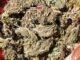 News Room Military intelligence tips off police about stash