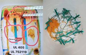 News Room : Sri Lankan Man Caught Smuggling Live Animals at Thailand Airport News Room Sri Lankan Man Caught Smuggling Live Animals