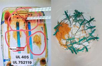 News Room : Sri Lankan Man Caught Smuggling Live Animals at Thailand Airport News Room Sri Lankan Man Caught Smuggling Live Animals