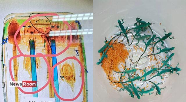 News Room Sri Lankan Man Caught Smuggling Live Animals