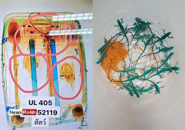 News Room : Sri Lankan Man Caught Smuggling Live Animals